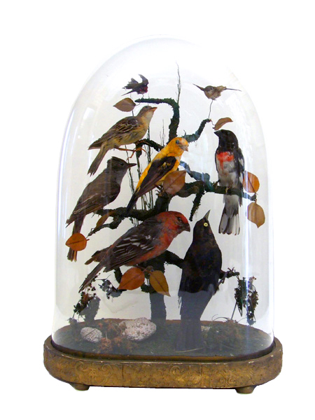 Victorian Bird Display - Artefacts of Prince Edward Island Community Museums